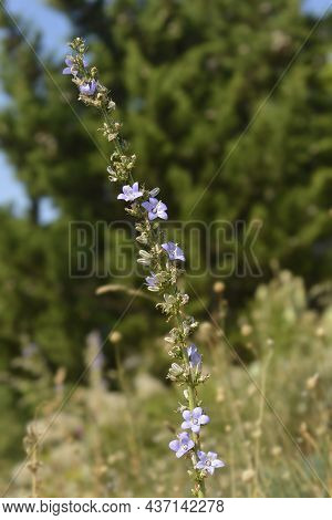 Chimney Bellflower - Latin Name - Campanula Pyramidalis