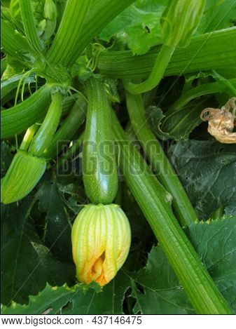 A Portrait Of A Growing Zucchini Still Hanging On The Plant And Still Having The Flower At The End. 