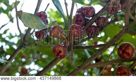 Fruit Called Guava Bell Or Javas Aplle Or Water Apple That Grows Very Much On The Guava Tree With Th