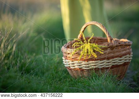 A Wicker Basket Stands On The Grass Full Of Field Herbs. Goldenrod And Winter Glory.