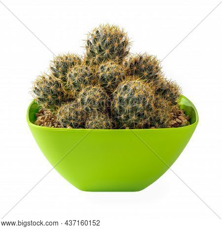 Potted Cacti Mammillaria Prolifera Isolated On A White Background. Texas Nipple Cactus Grows In A Sq