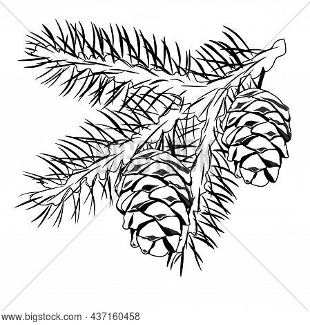Cedar Branch With A Cone Vector Stock Illustration. Coniferous Evergreen Plant Canadian And Lebanese