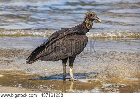 Tropical Black Vulture On Botafogo Beach Rio De Janeiro Brazil.