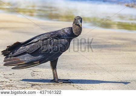 Tropical Black Vulture On Botafogo Beach Rio De Janeiro Brazil.