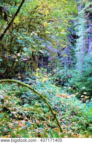 Lush Plants And Trees Including Big Leaf Maples Changing Colors During Autumn Taken At A Temperate F