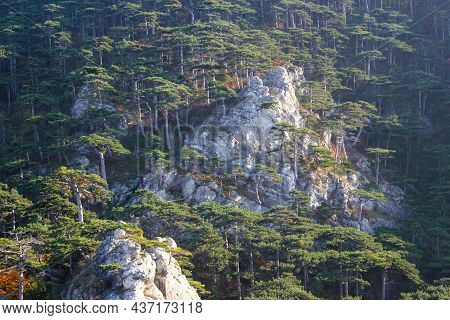 Rock climbing mountain surrounded by pine tree forest in Moedling, Lower Austria, Austria.