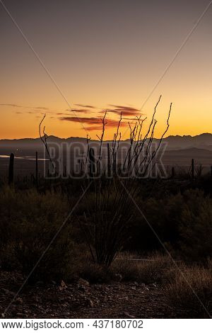 Pink Cloud Holds The Last Light Over An Ocatillo Cactus In Saguaro National Park