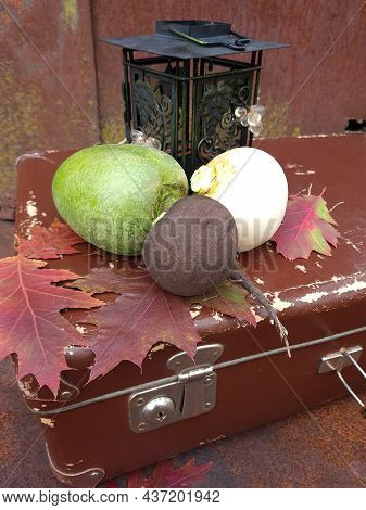 Black, Green, White Turnips, Retro Suitcase, Lantern, Oak Leaves On A Rusty Metal Background. Autumn