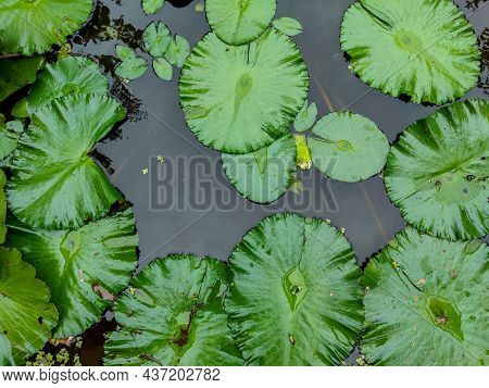 Top View Of Lotus Leaves With Water Droplets On The Leaves Floating On Black Water Pond During Brigh