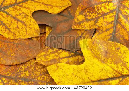 Syksy keltainen Tuliptree lehtiä tausta