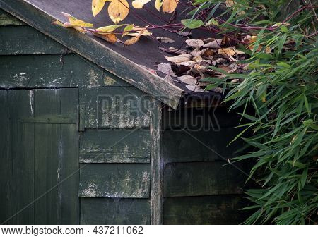 Partial View Of Old Garden Shed With Bamboo Plant And Fallen Leaves In Autumn