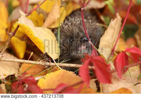 Hedgehog In The Grass With Autumn Leaves