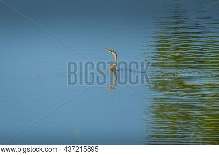 Anhinga Swimming In Pond