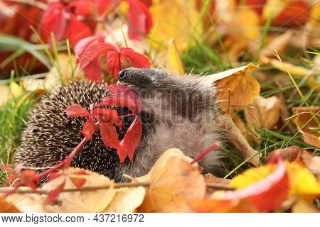 Hedgehog In The Grass With Autumn Leaves