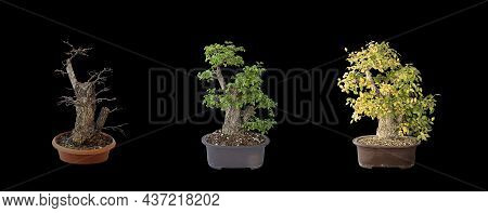 Beautiful Elm Bonsai, Four Years Of Development (ulmus Pumila), Same Tree Isolated On Dark Backgroun
