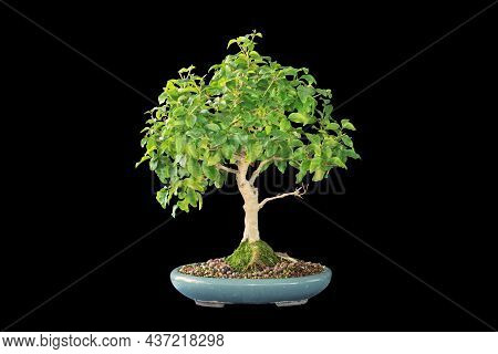 Chinese Privet Bonsai Isolated Over Dark Background ( Ligustrum Sinense ), Poted In A Ceramic Glazed