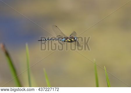 A Colourful Common Hawker Dragonfly In Flight