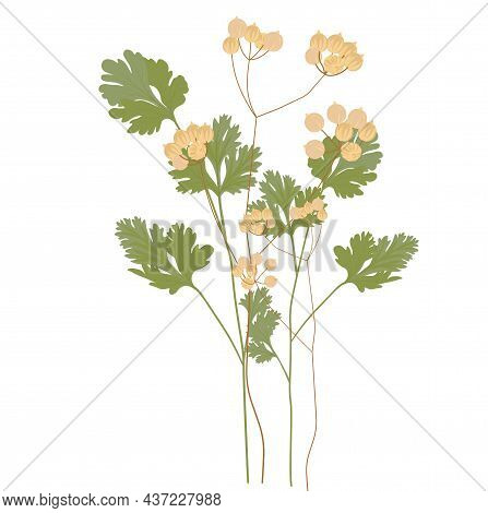Cilantro Vector Stock Illustration. Coriander. Green Leaves Seasoning According To The Recipe. Spice