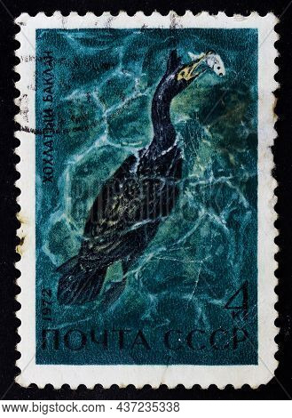 Ussr - Circa 1972: Postage Stamp 'european Shag' Printed In Ussr. Series: 'fauna. Waterfowl - Inhabi
