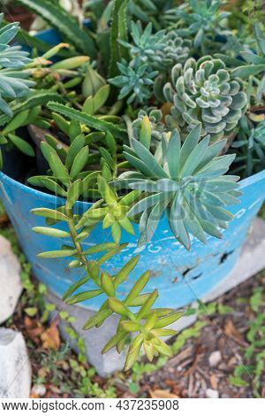Reused Garden Design Ideas. Old Cookware Turn Into Garden Flower Pots. Recycled Garden Design, Diy A