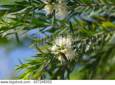 Beautiful Flowering Of Callistemon Salignus With White Flowers