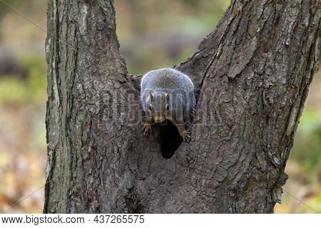 Eastern Gray Squirrel In The Autumn Forest