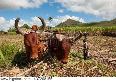 Sugarcane Harvest In The Dominican Republic. The Haitian Driver Drives A Stick With A Stimulus, A Ca