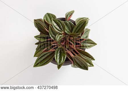 Peperomia Caperata Rosso Plants With Beautiful Leaves Texture Isolated On White Background, Potted P
