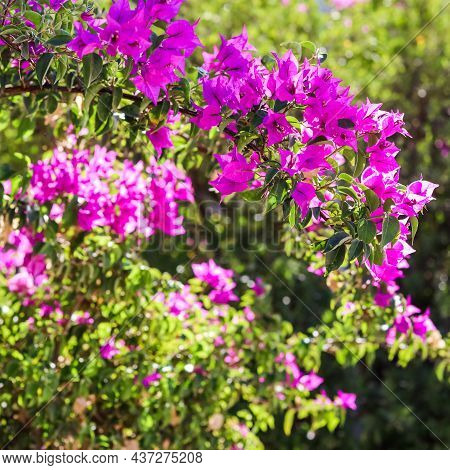 Pink Begonville Flowers In Sunny Day. Floral Background