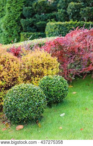 Landscaping Of A Garden With A Green Lawn, Colorful Decorative Shrubs And Shaped Yew And Boxwood, Bu