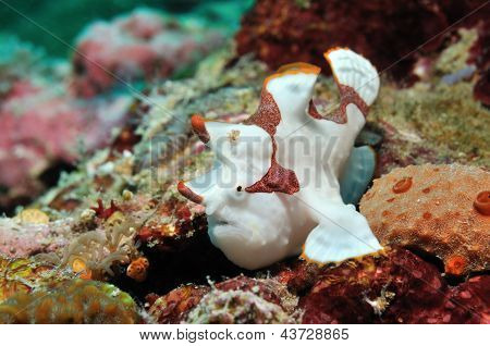 Klovn Frogfish