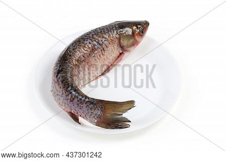Raw Gutted Carcass Of The Grass Carp Cleaned From Scales And Prepared For Cooking, Lies On White Dis