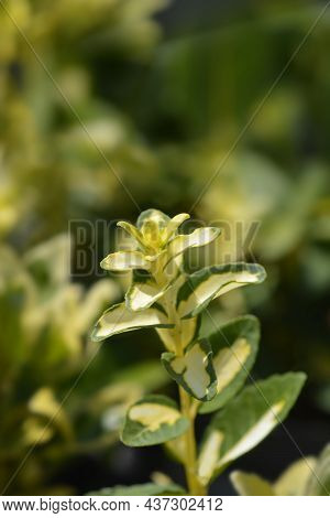 Wintercreeper Blondy Leaves - Latin Name - Euonymus Fortunei Blondy