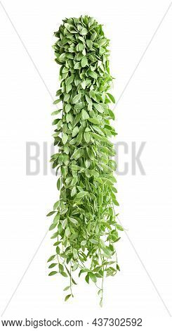 Hanging Vine Plant Succulent Leaves Of Epiphytic Plant (dischidia Sp.), Indoor Houseplant Isolated O