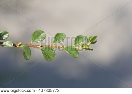 Rock Cotoneaster Branch - Latin Name - Cotoneaster Horizontalis