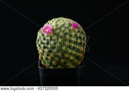 Close-up Beautiful Pink Mammillaria Schiedeana Cactus Flower On Black Background.