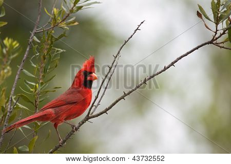 nÃ¶rdlichen Kardinal (Cardinalis Cardinalis)