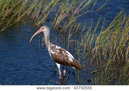 Juvenile weiÃŸe Ibis (Eudocimus Albus)
