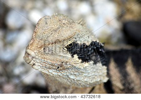 Easter Water Dragon (physignathus Lesueuril) Close Up