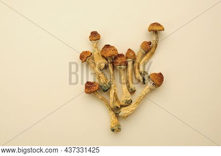 Psilocybe Cubensis Mushrooms Isolated On White Background. Psilocybin Psychedelic Magic Mushrooms Go