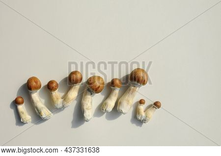Psilocybe Cubensis Raw Mushrooms Isolated On White Background. Psilocybin Psychedelic Magic Mushroom