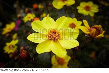Close Up Of Yellow Dahlia Mystic Haze Flowers In Blooming. Autumn Plants.