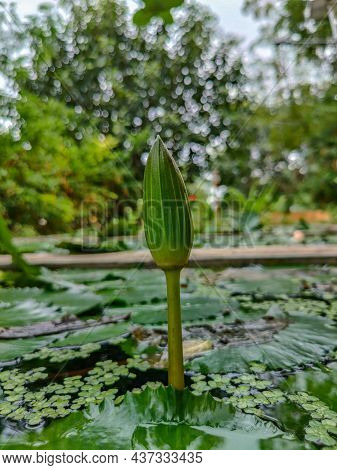 Stock Photo Of A Green Color Emergent Pond Plant Lotus Bud In Early Puberty Isolated On Blurred Back