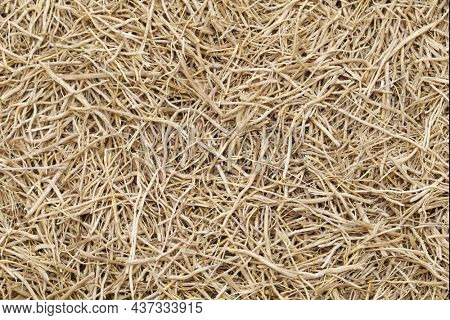 dried vetiver roots, background material
