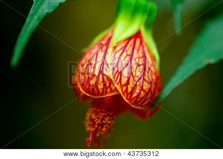 Schöne Blume Abutilon hautnah