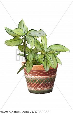 Dumbcane Plant Or Dieffenbachia Maculata Tropic Marianne In Pot Isolated On White Background Include
