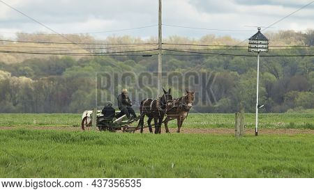 Ronks, Pennsylvania, April 2021 - View Of An Amish Family Planting Tobacco Seedlings On A Cold Sprin