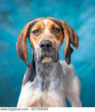 studio shot of a cute dog on an isolated background 