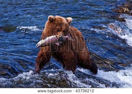 Grizly Bear at Alaska