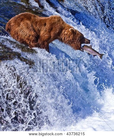 Grizly Bear fishing at Alaska